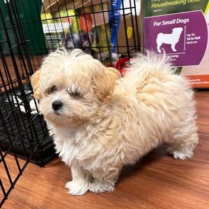 Meet your Posher, Cynthia